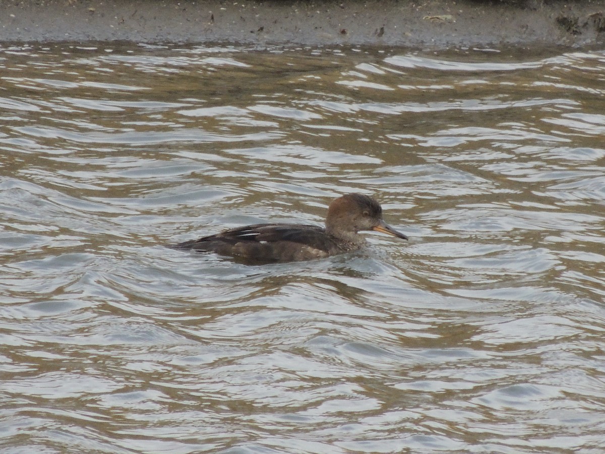 Hooded Merganser - ML620833152