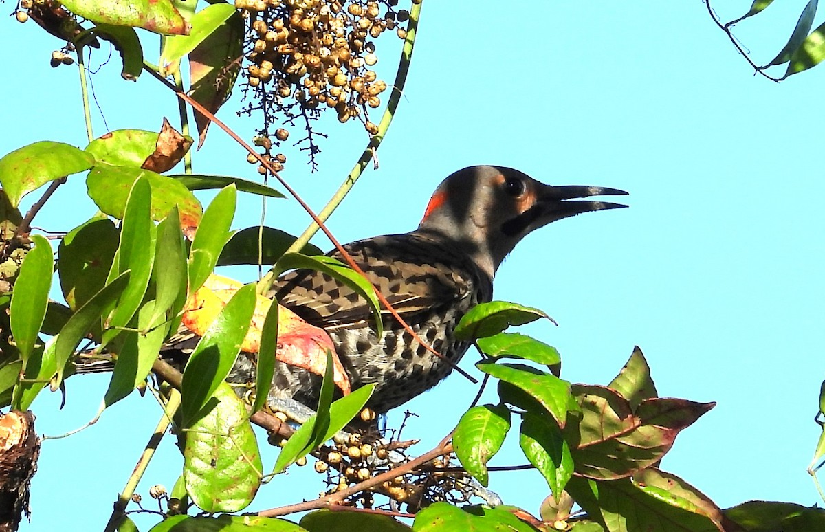 Altın Ağaçkakan (auratus/luteus) - ML620833153