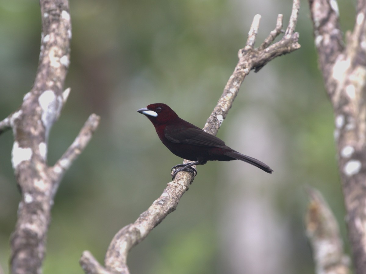 Silver-beaked Tanager - ML620833154