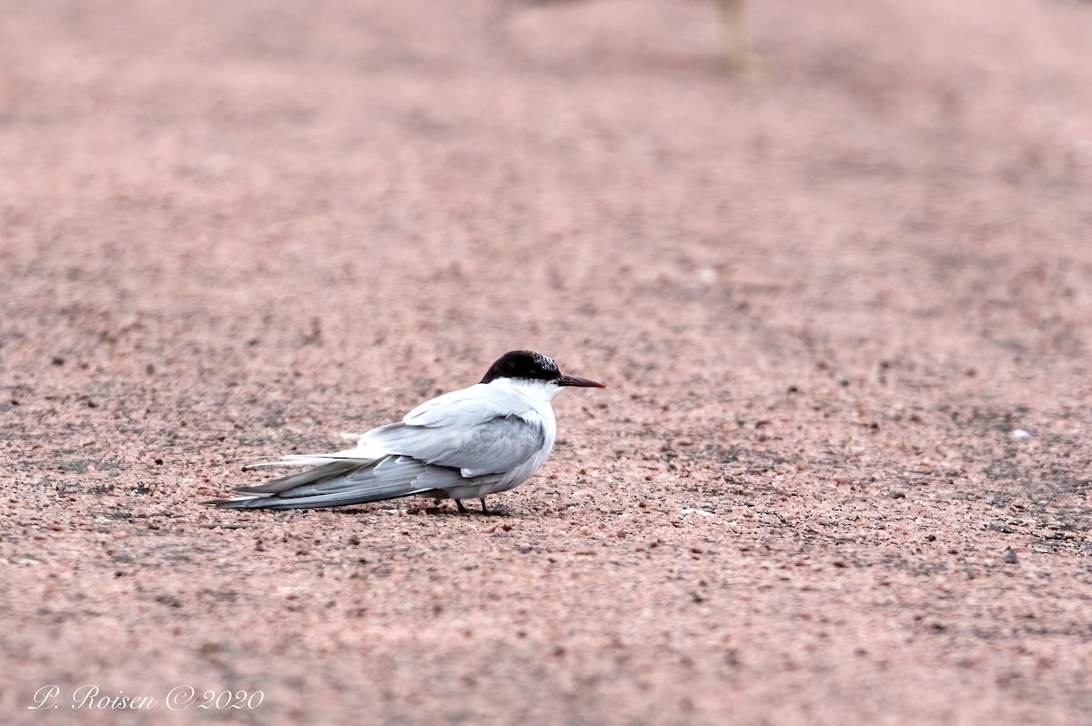 Arctic Tern - ML620833156