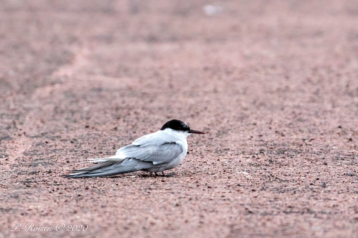 Arctic Tern - ML620833160