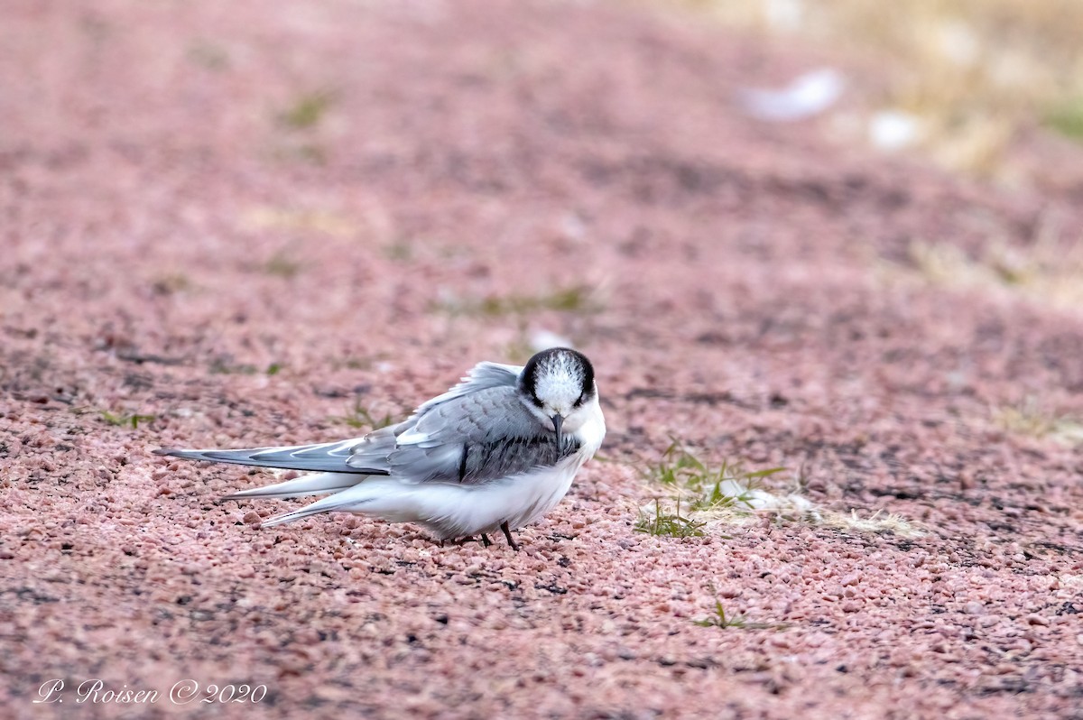 Arctic Tern - ML620833161