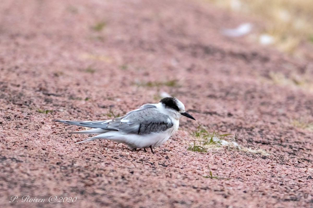 Arctic Tern - ML620833162