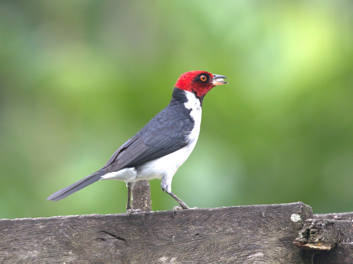 Red-capped Cardinal (Red-capped) - ML620833167
