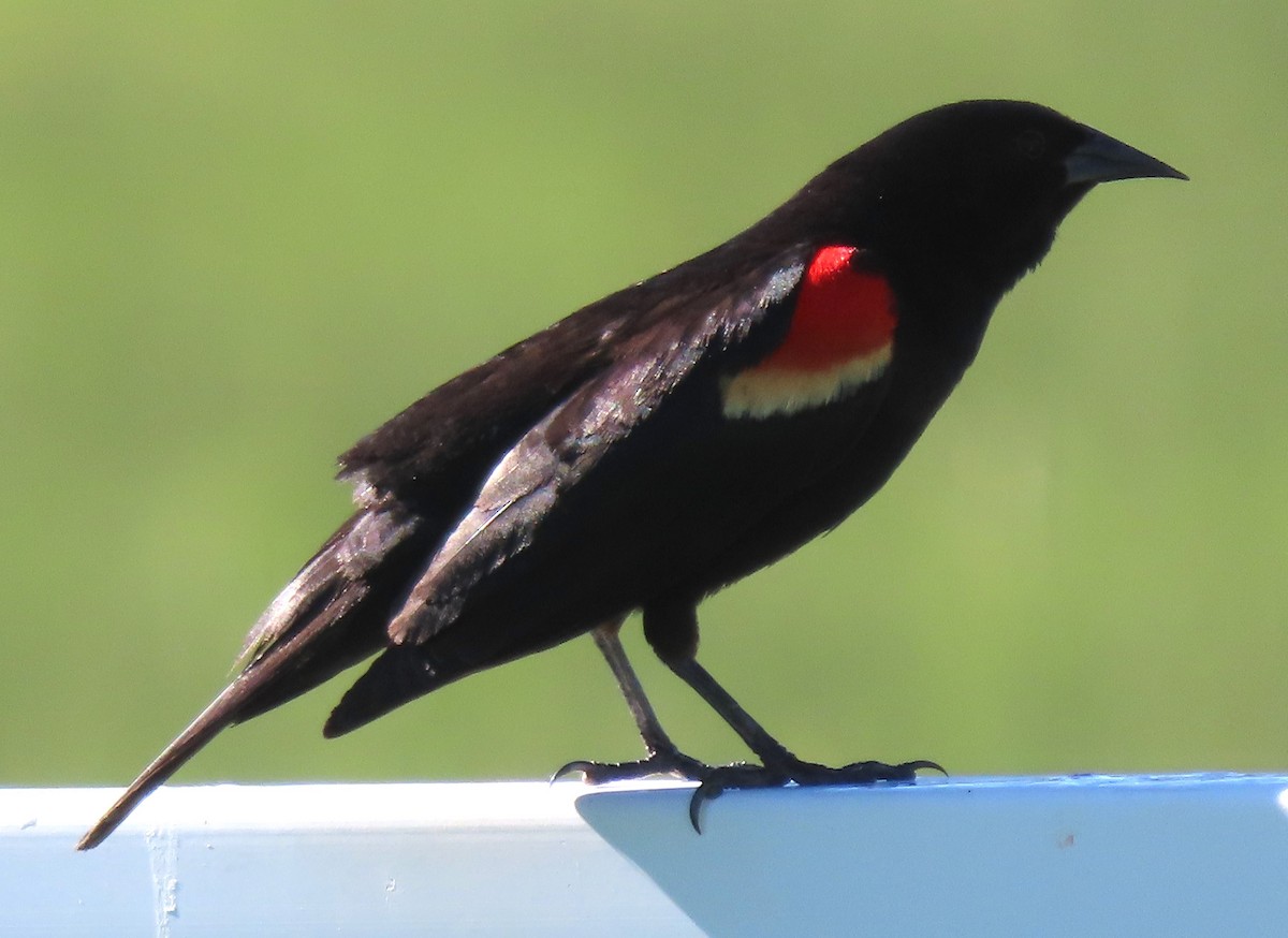 Red-winged Blackbird - ML620833172