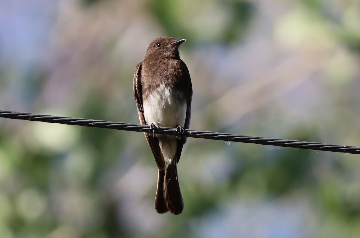 Black Phoebe - Lillian Derwelis