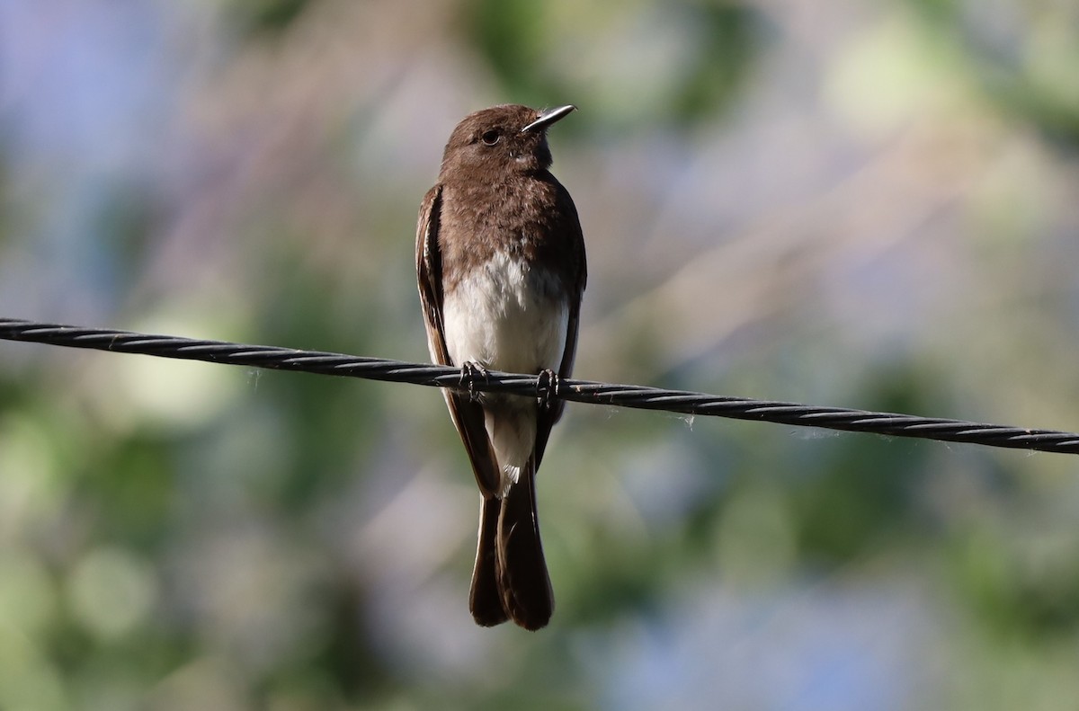 Black Phoebe - ML620833186