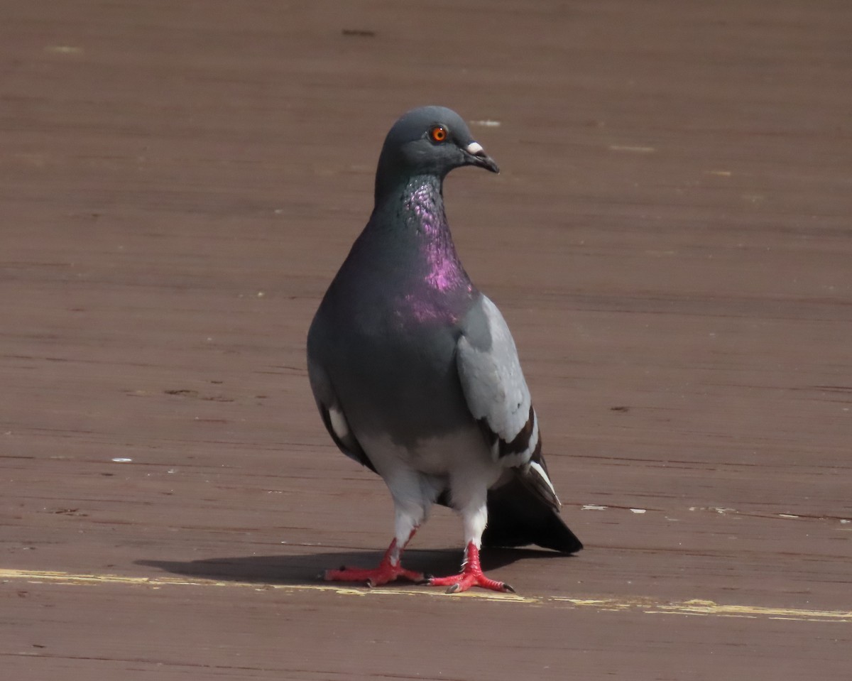 Rock Pigeon (Feral Pigeon) - ML620833190