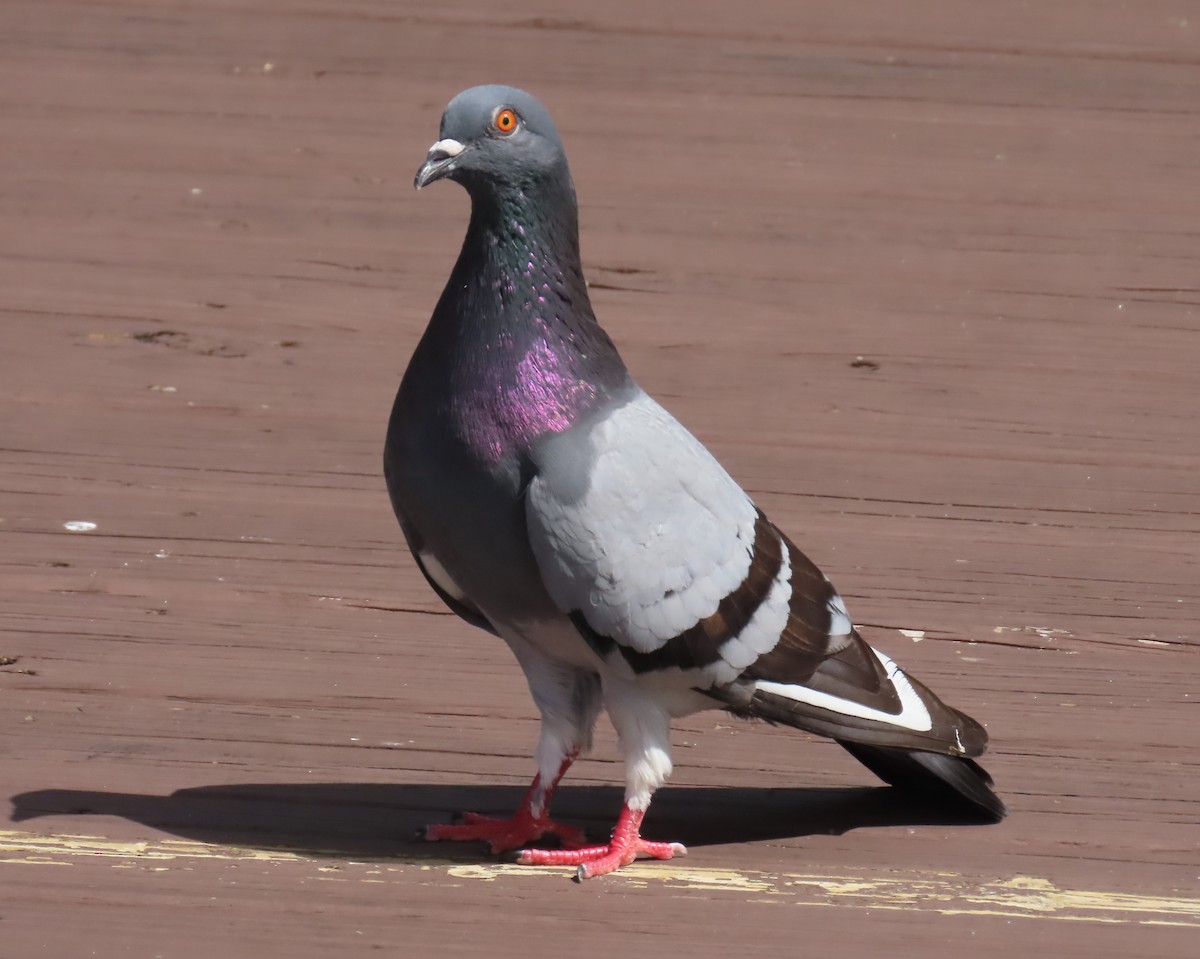 Rock Pigeon (Feral Pigeon) - ML620833191