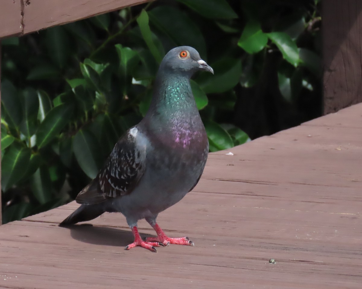 Rock Pigeon (Feral Pigeon) - ML620833192