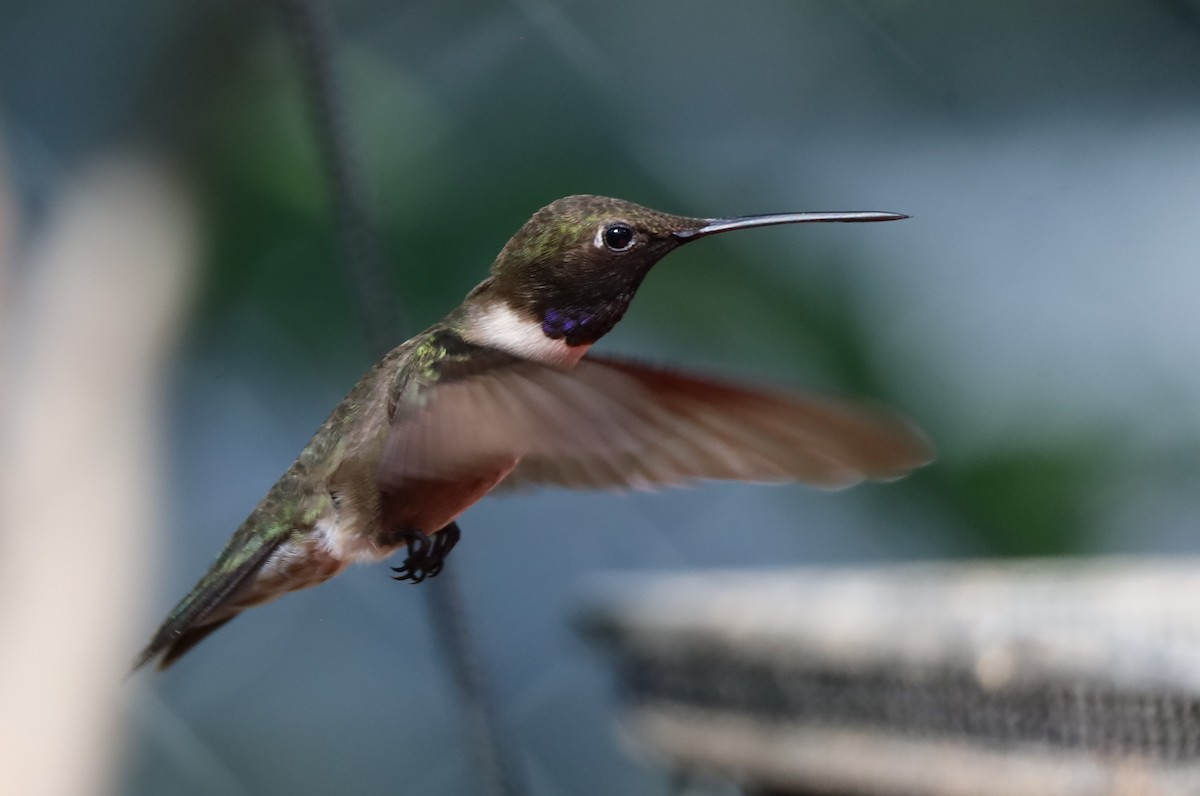 Black-chinned Hummingbird - ML620833201