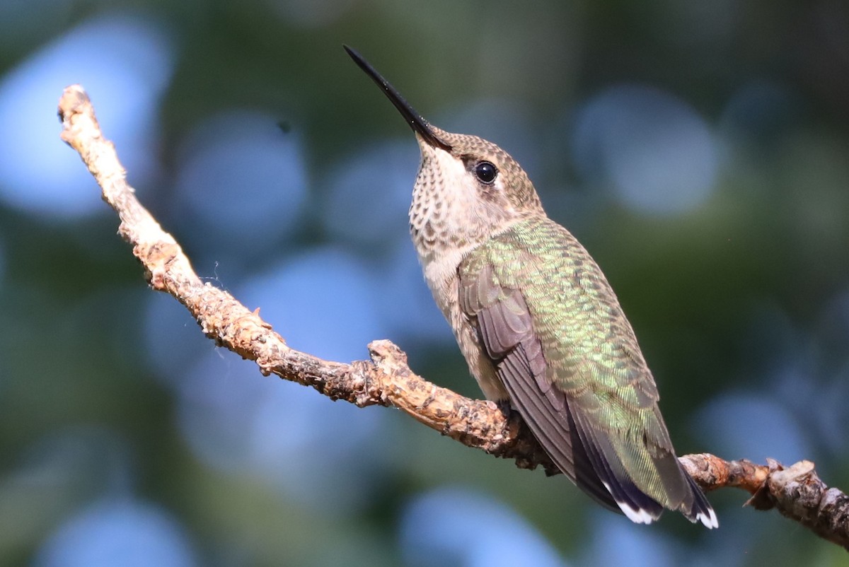 Colibrí Gorjinegro - ML620833203