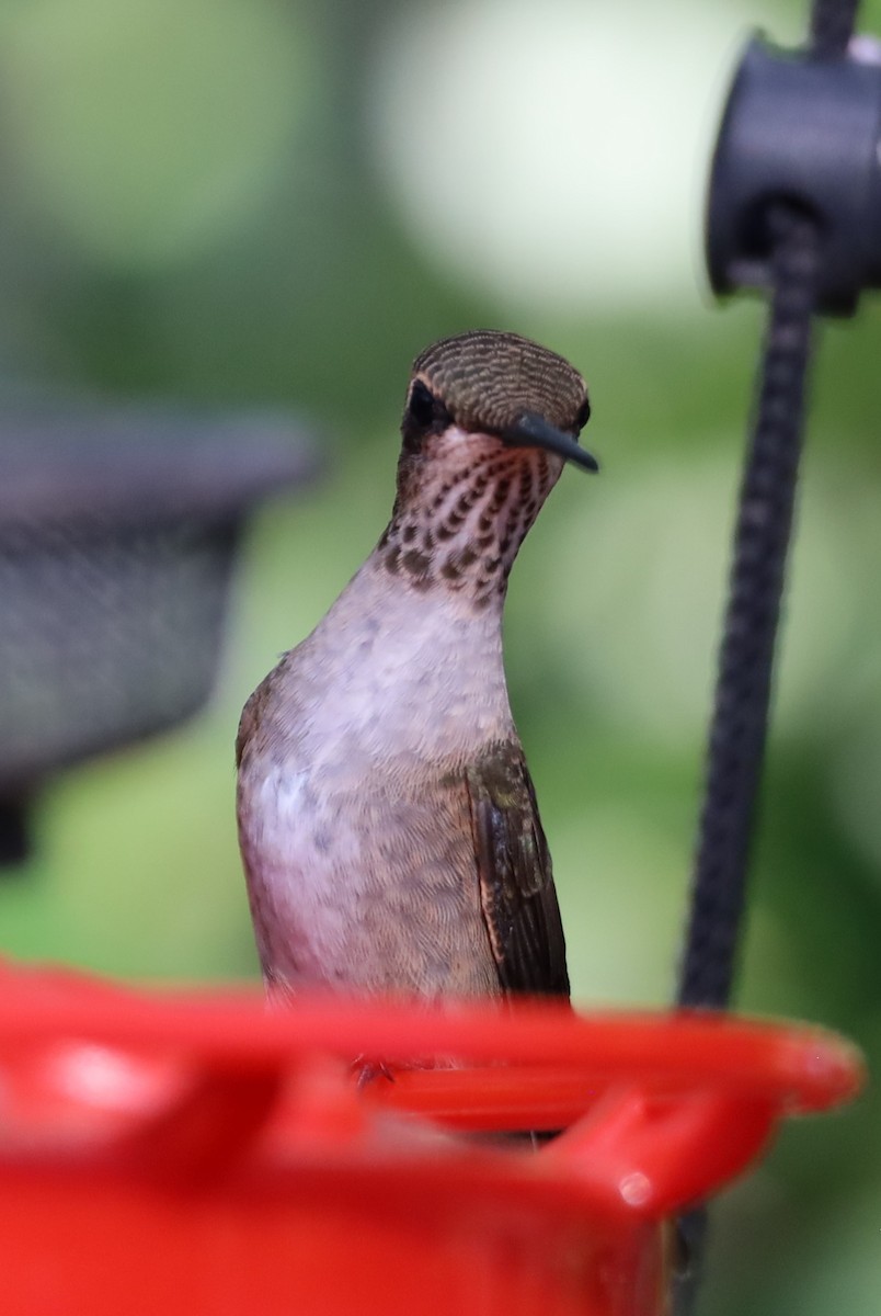 Black-chinned Hummingbird - ML620833204