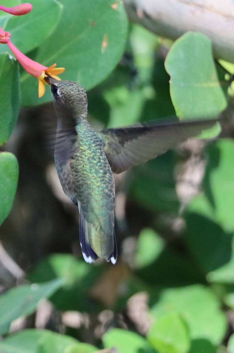 Black-chinned Hummingbird - ML620833205