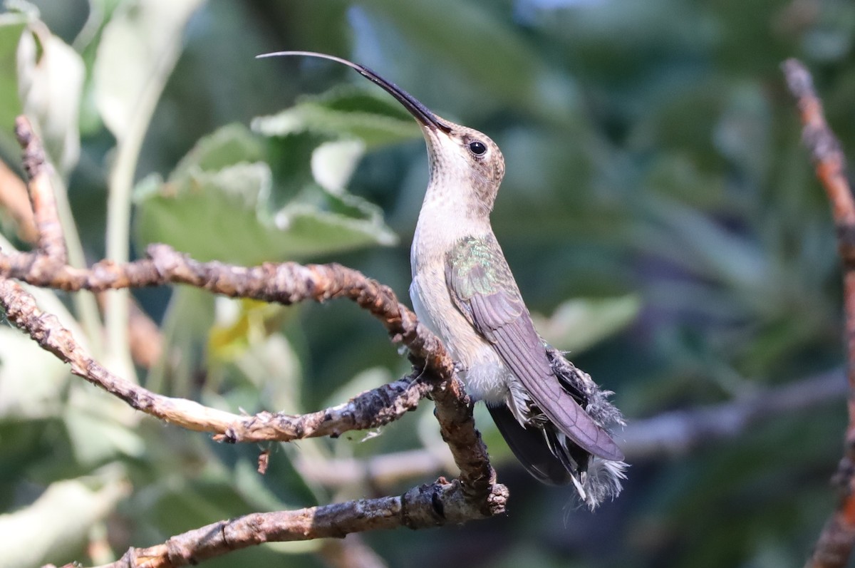 Colibrí Gorjinegro - ML620833206