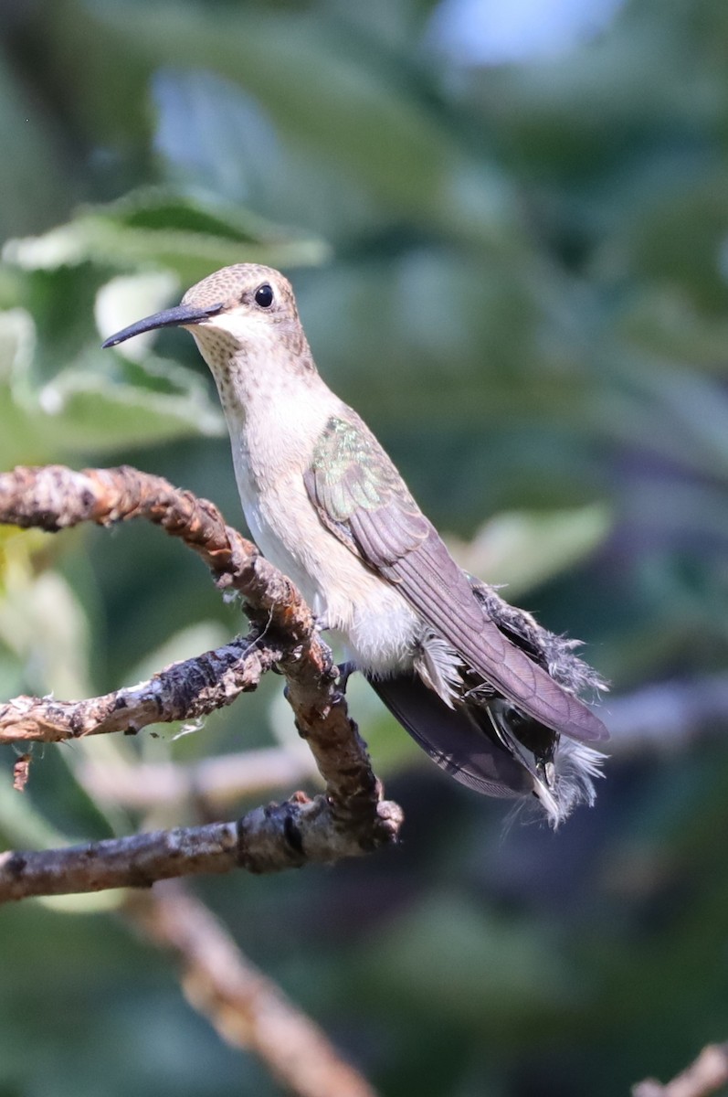 Black-chinned Hummingbird - ML620833207