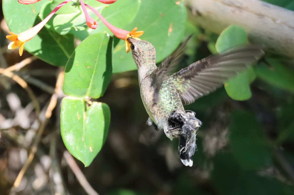 Black-chinned Hummingbird - ML620833209