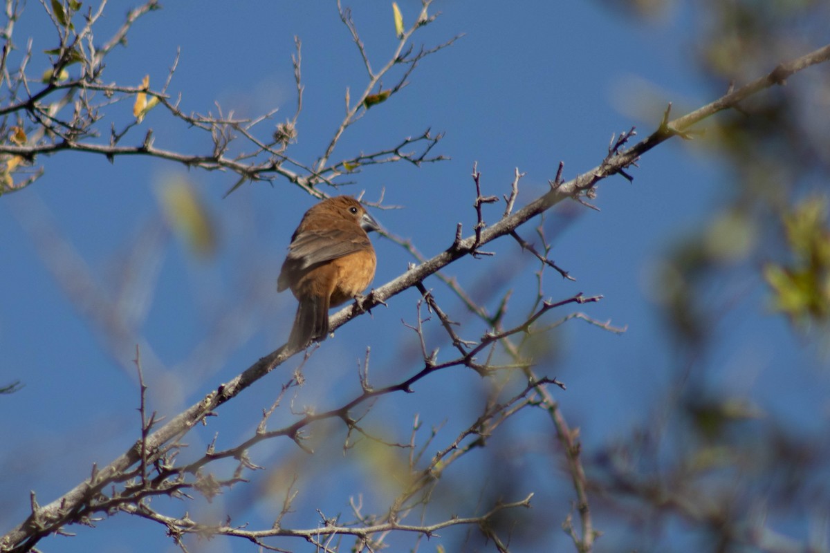 Ultramarine Grosbeak - ML620833210