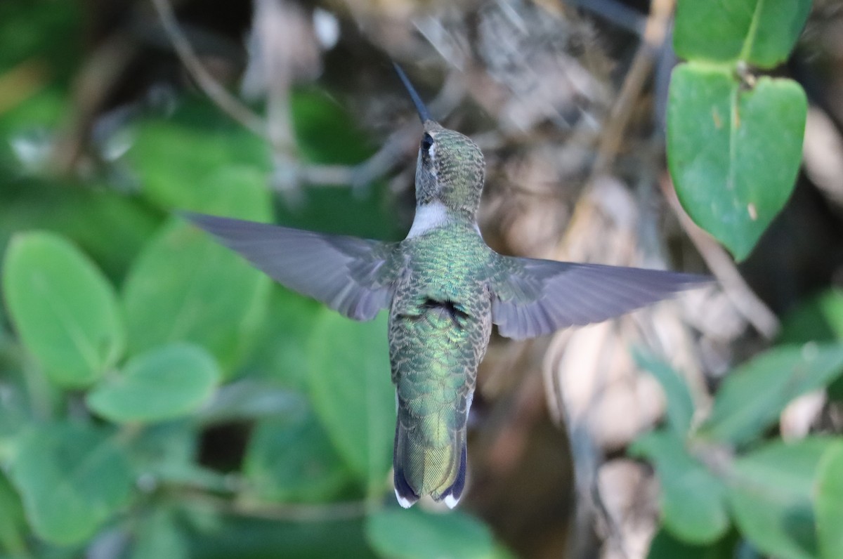 Black-chinned Hummingbird - ML620833211