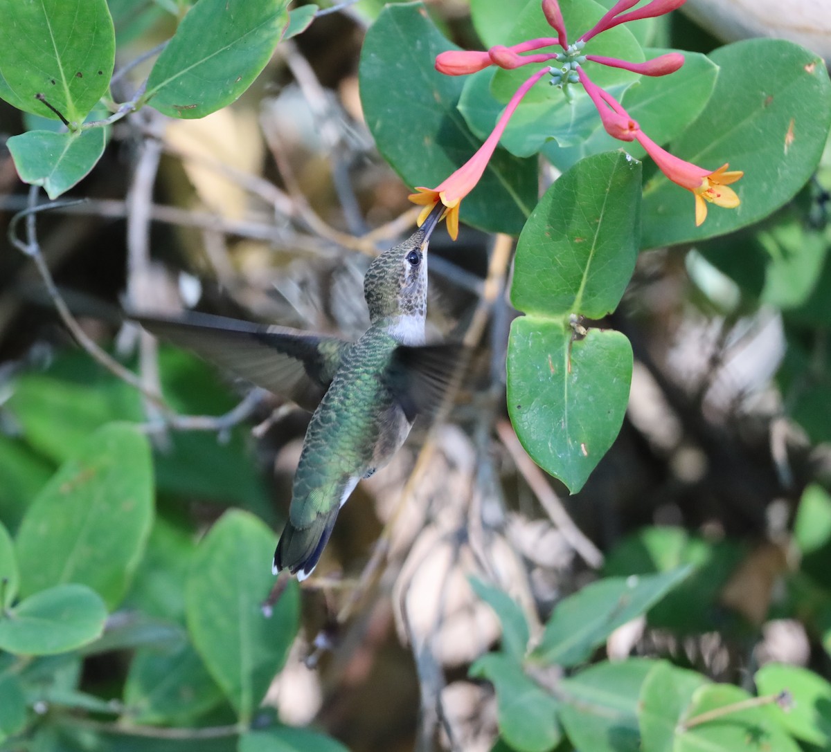Black-chinned Hummingbird - ML620833212