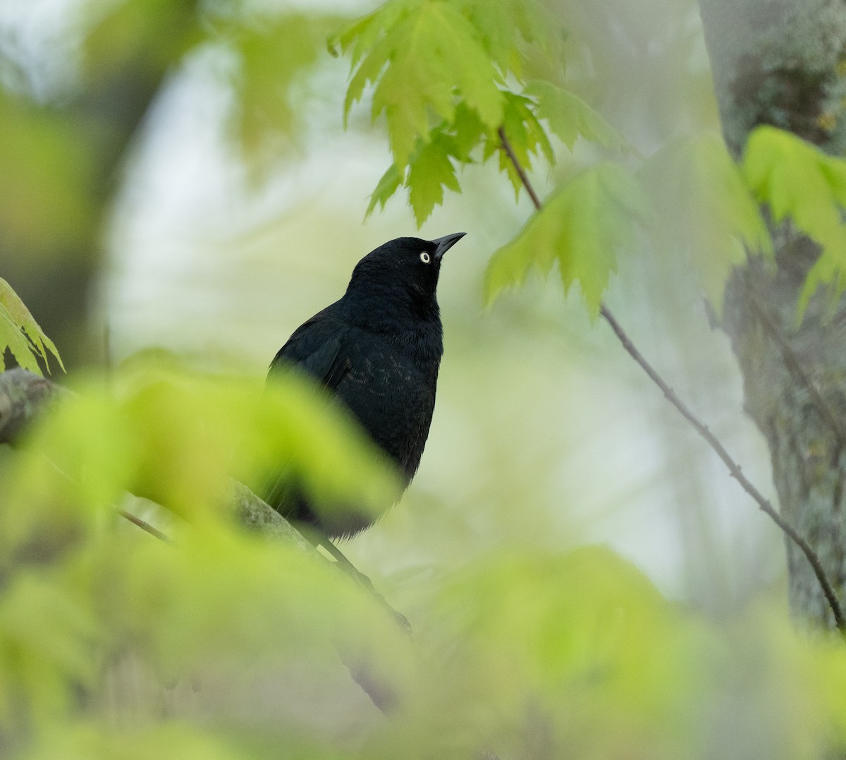 Rusty Blackbird - ML620833224