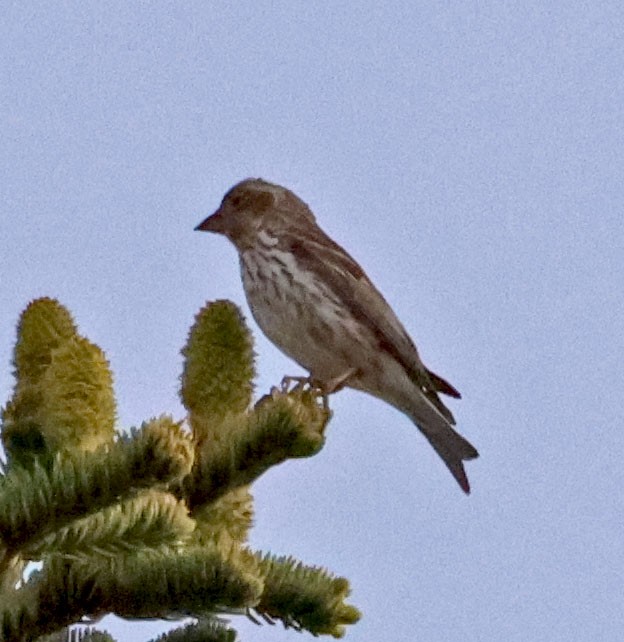 Cassin's Finch - ML620833225