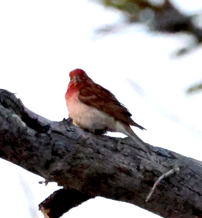 Cassin's Finch - ML620833226