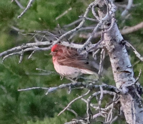 Cassin's Finch - ML620833227