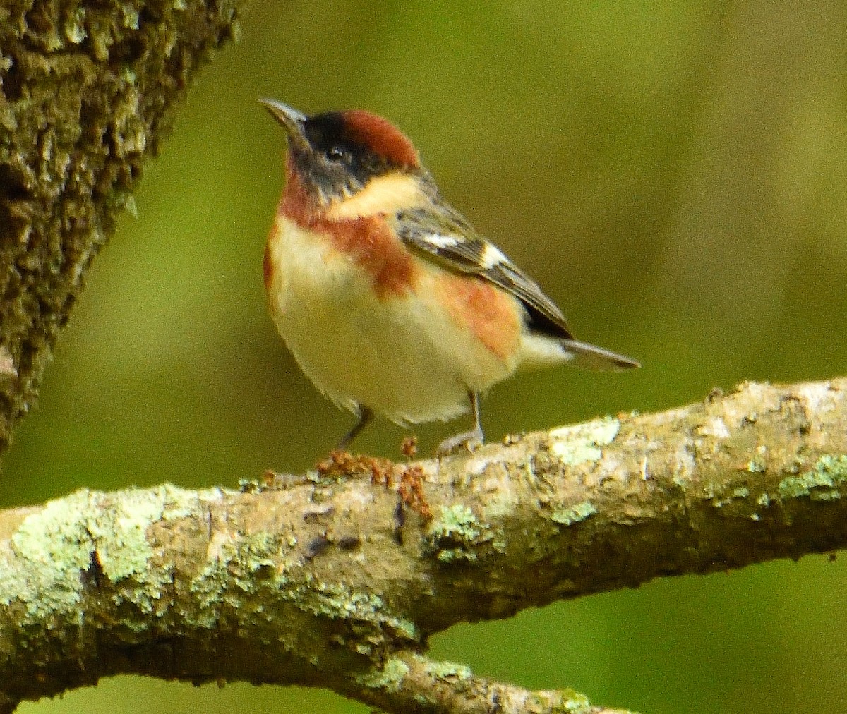 Bay-breasted Warbler - ML620833228