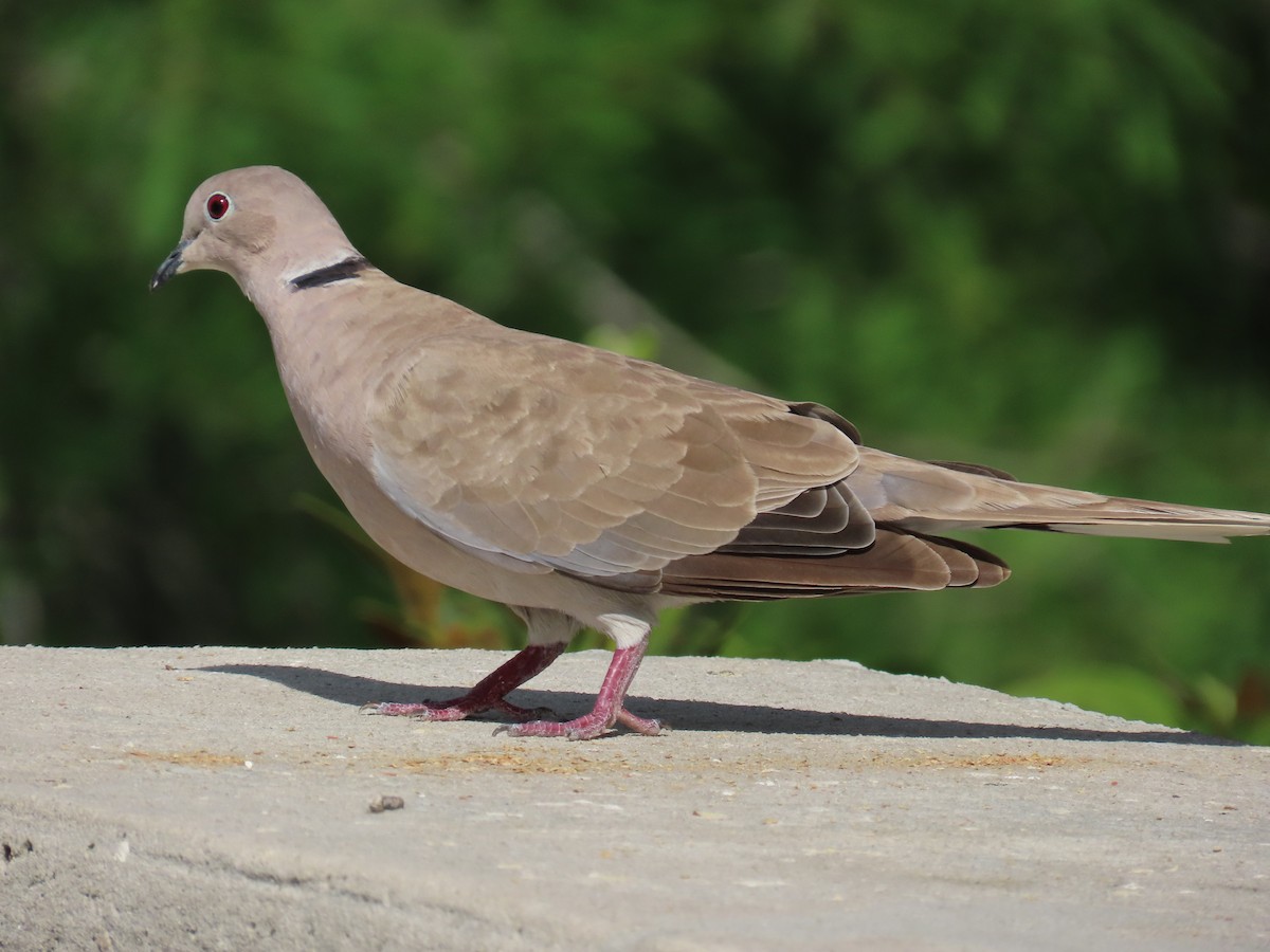 Eurasian Collared-Dove - ML620833232