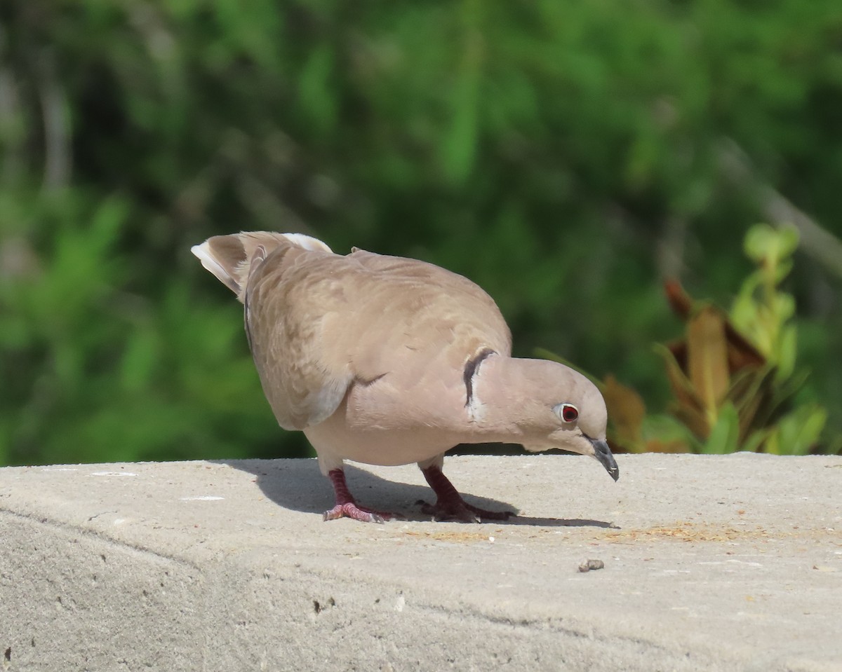 Eurasian Collared-Dove - ML620833233