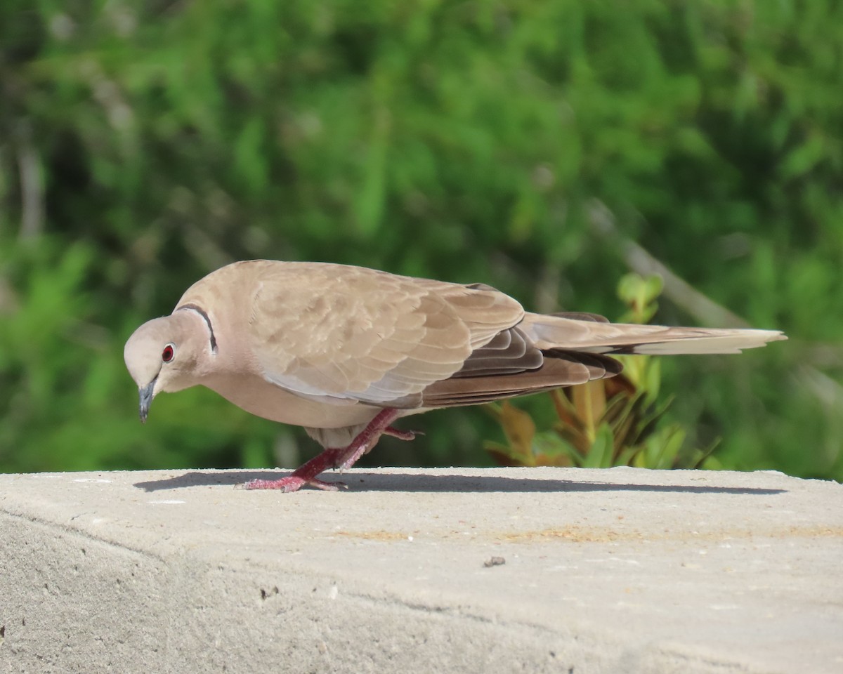 Eurasian Collared-Dove - ML620833234