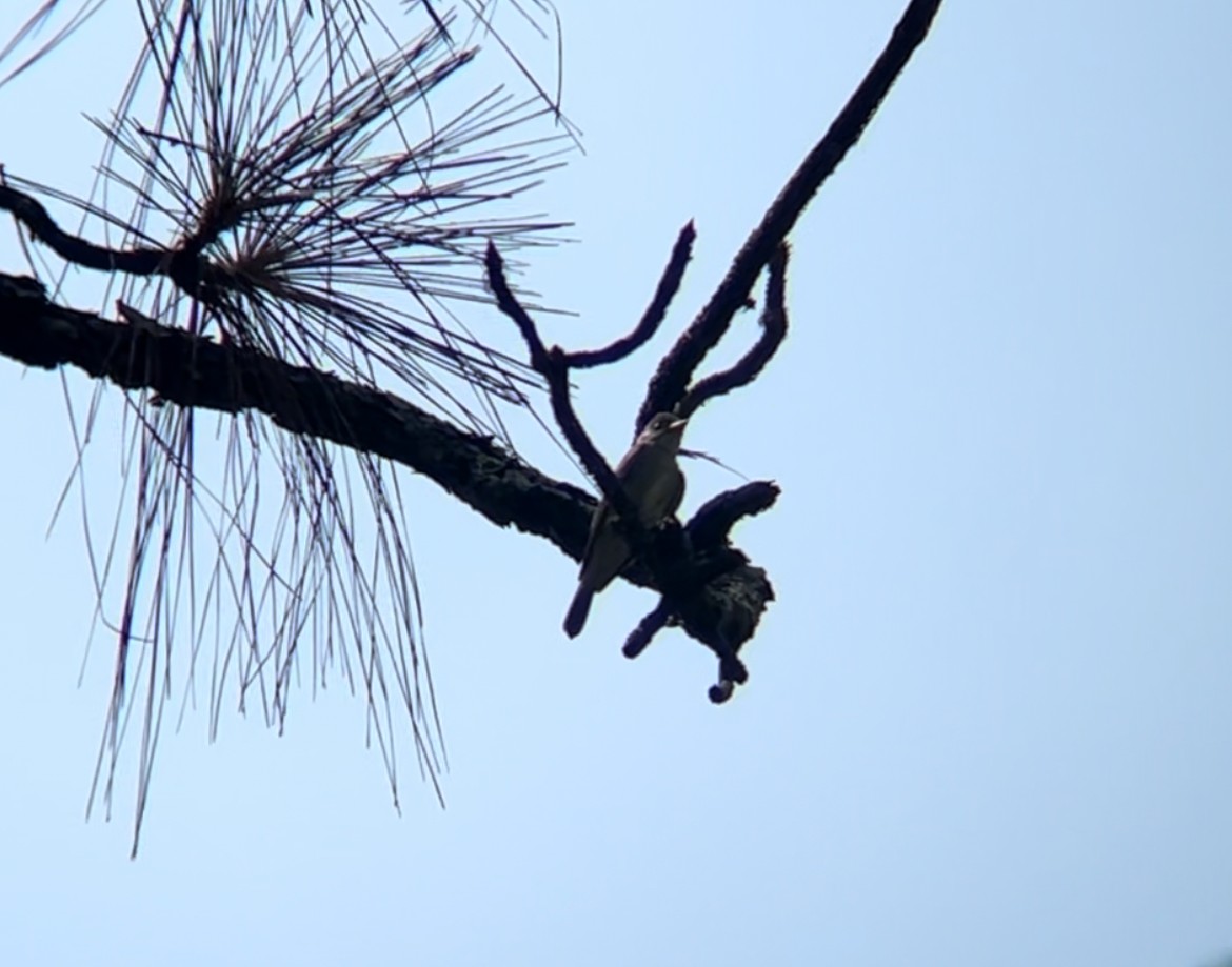 Eastern Wood-Pewee - ML620833237