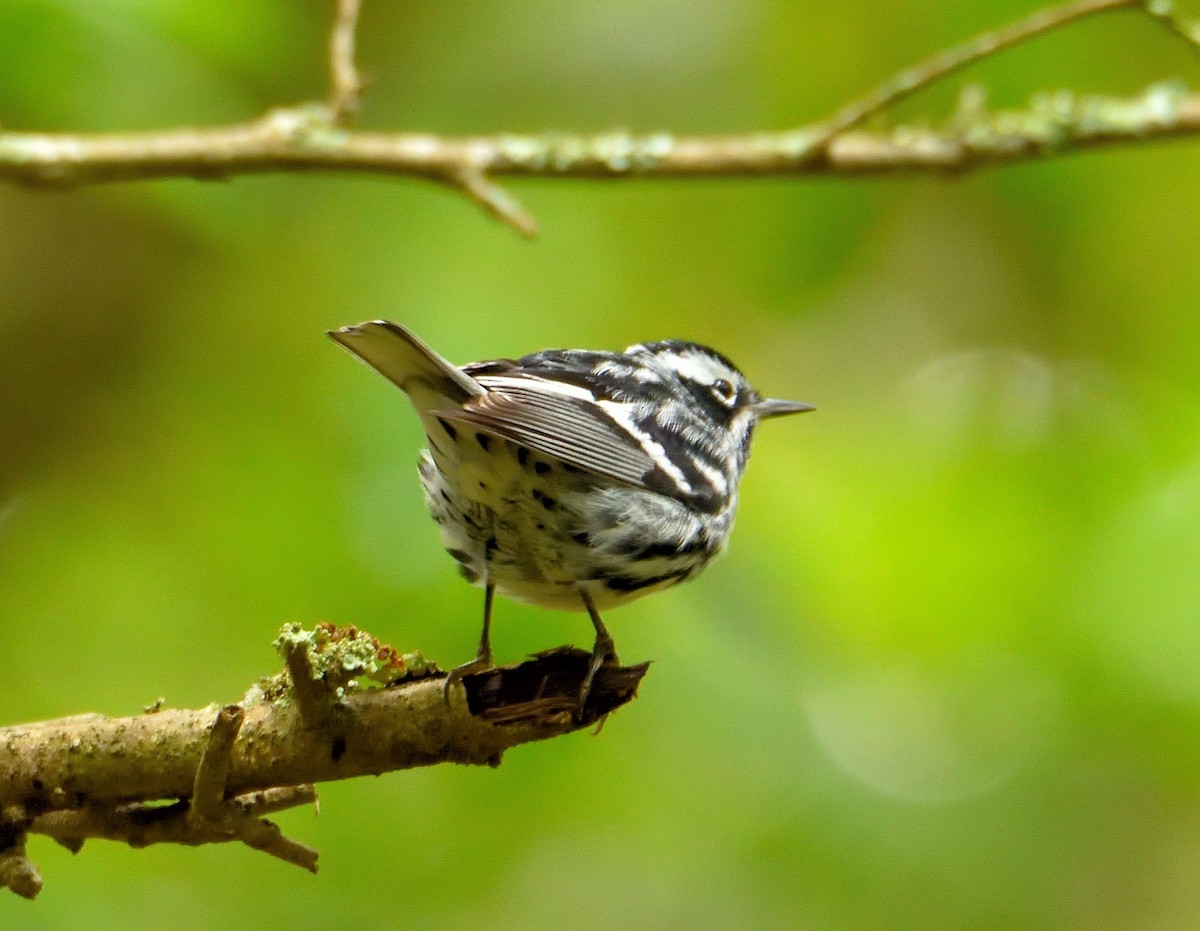 Black-and-white Warbler - ML620833238