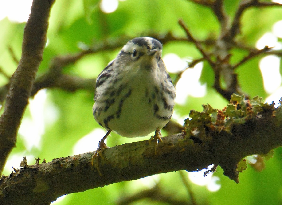 Black-and-white Warbler - ML620833239