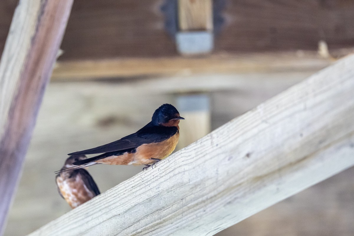 Barn Swallow - ML620833240