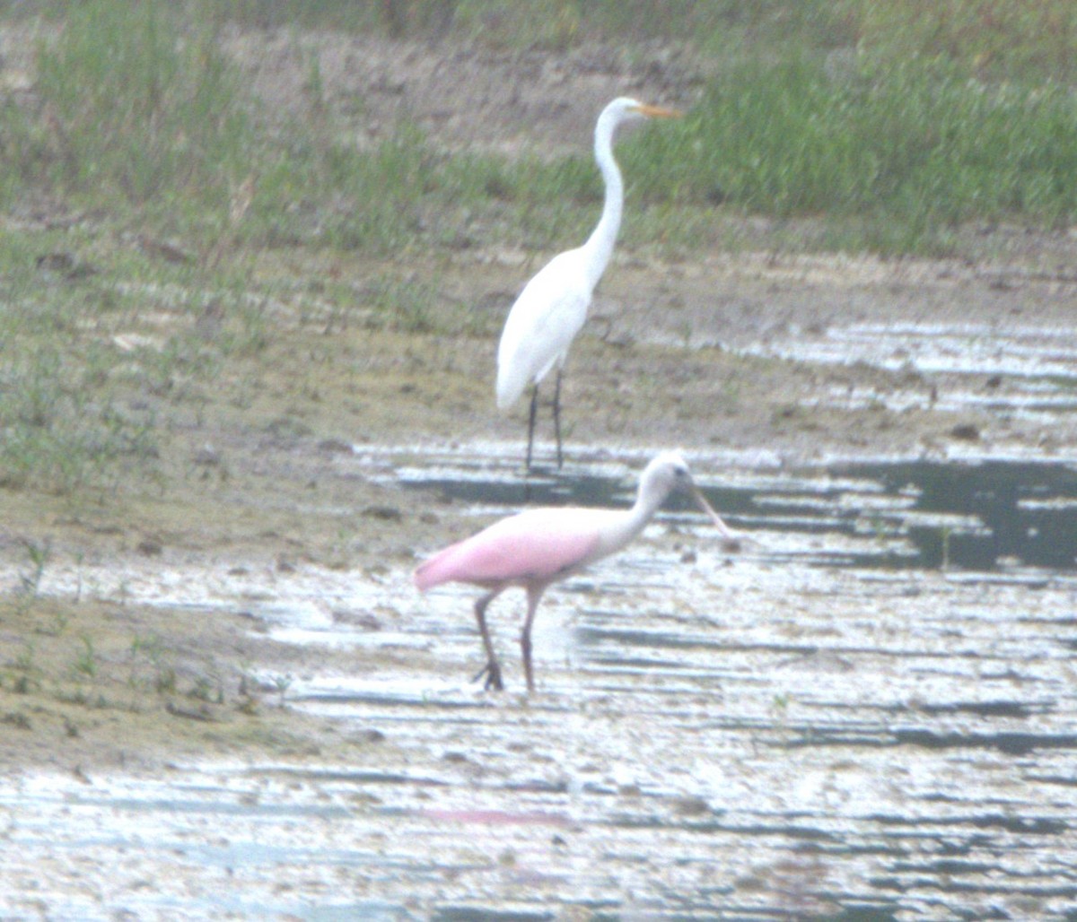 Roseate Spoonbill - ML620833242