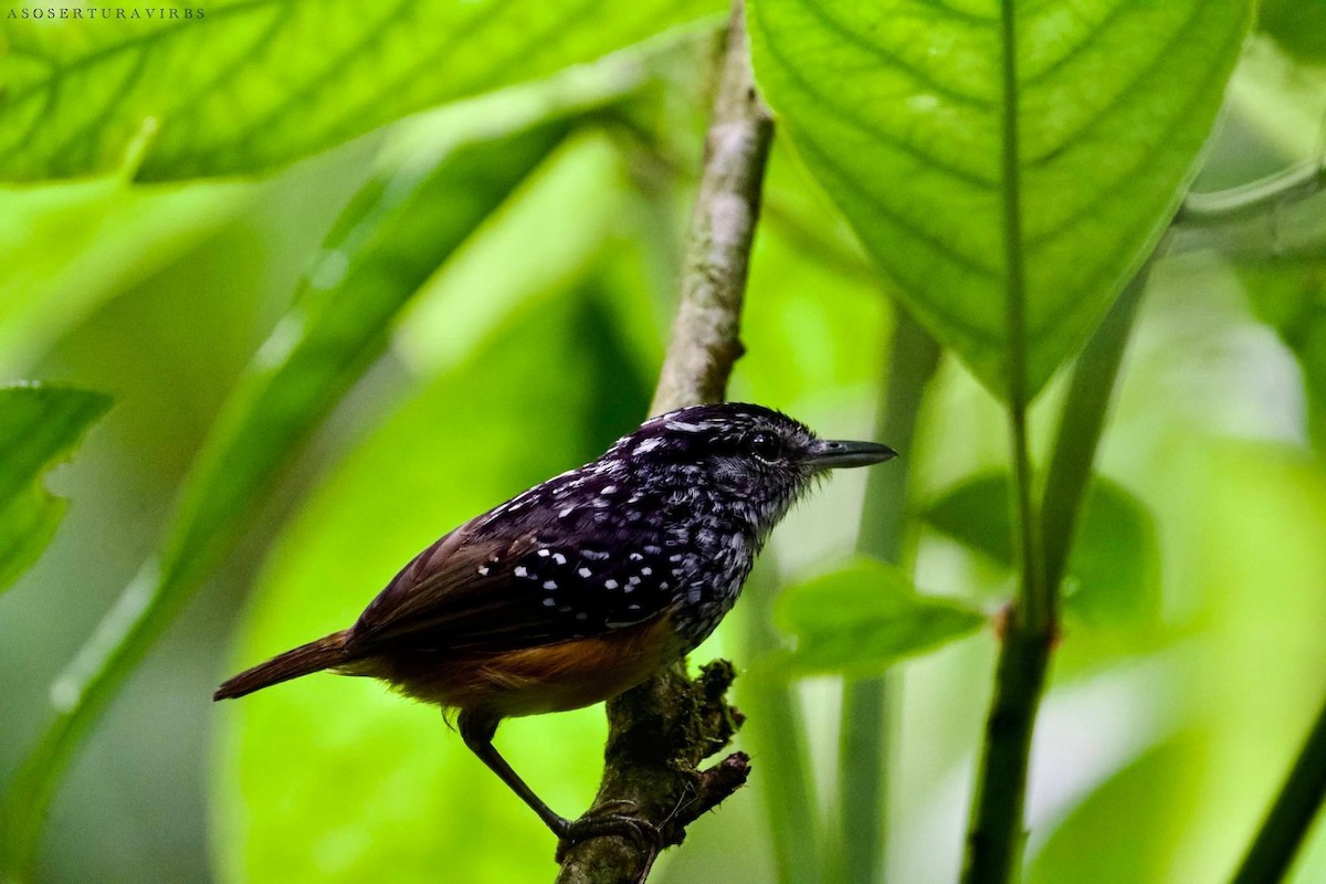 Peruvian Warbling-Antbird - ML620833243