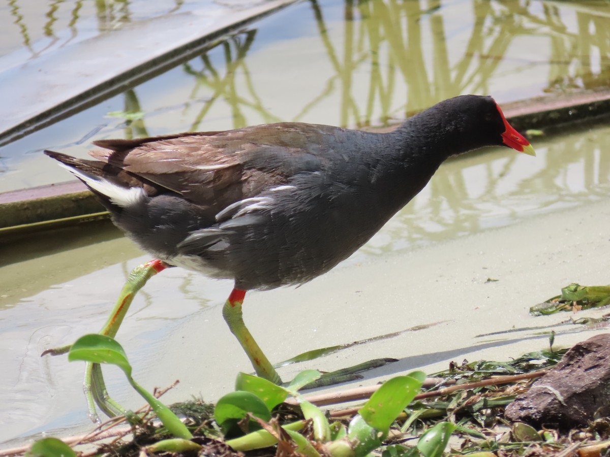 Common Gallinule - ML620833247