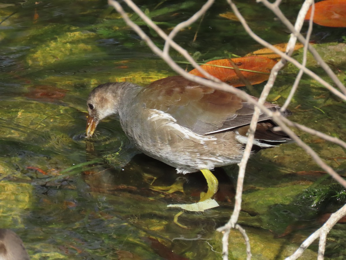 Common Gallinule - ML620833248