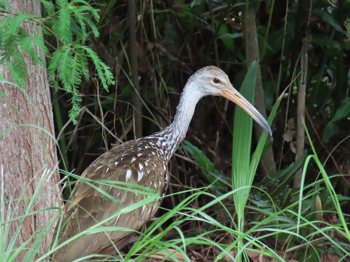 Limpkin - ML620833252