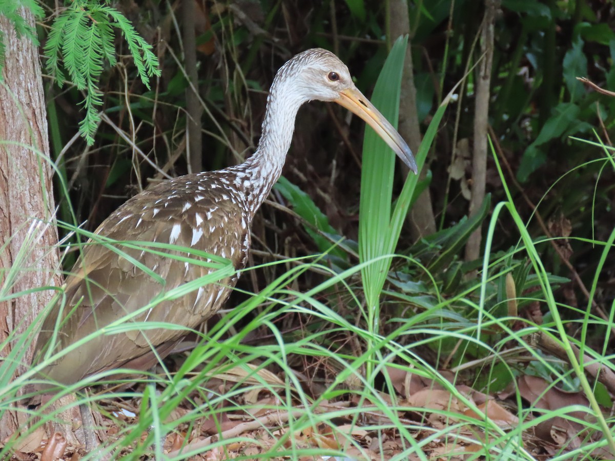 Limpkin - Laurie Witkin