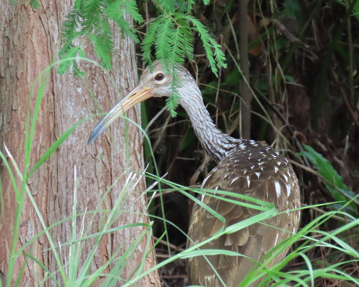 Limpkin - ML620833254