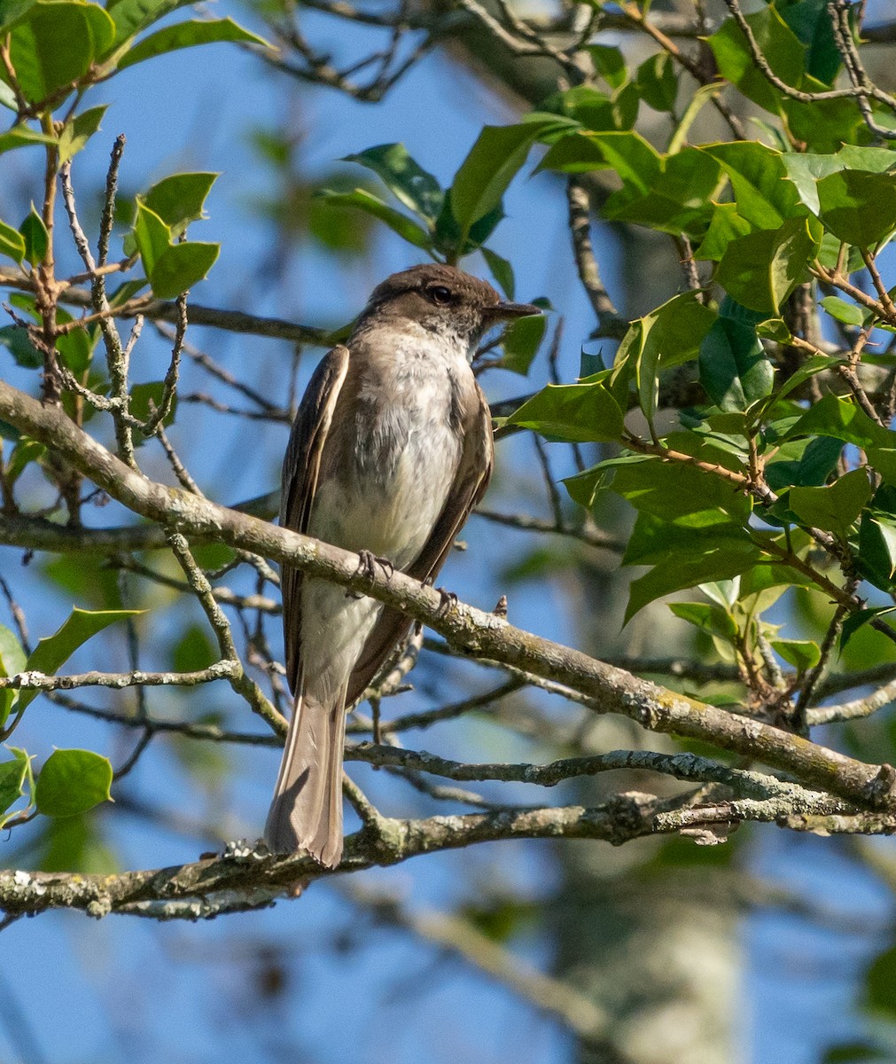 Eastern Phoebe - ML620833255