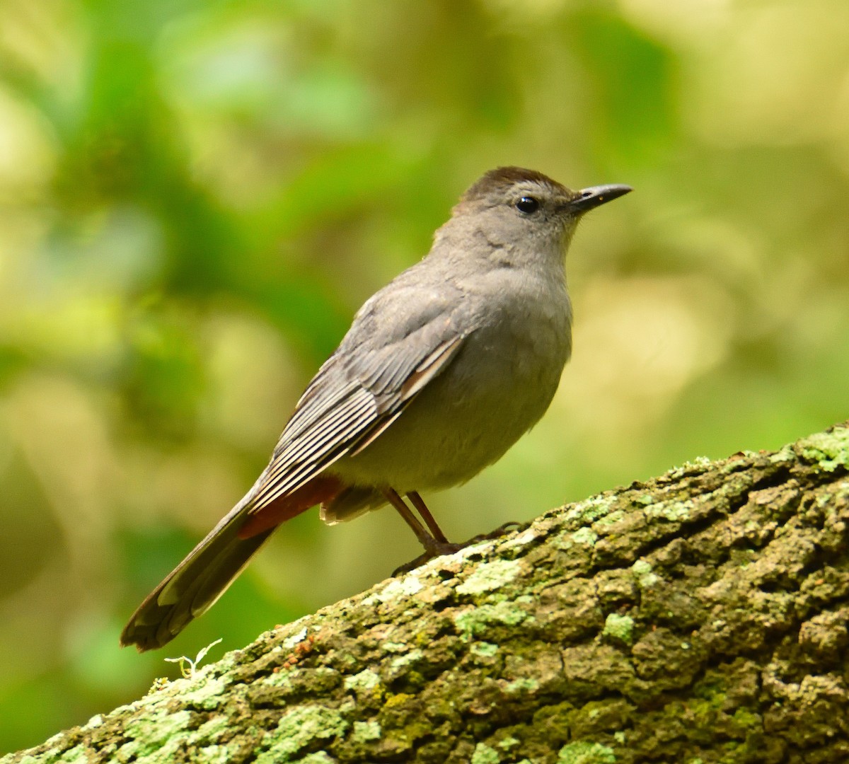 Gray Catbird - Lynn & Dale Mason