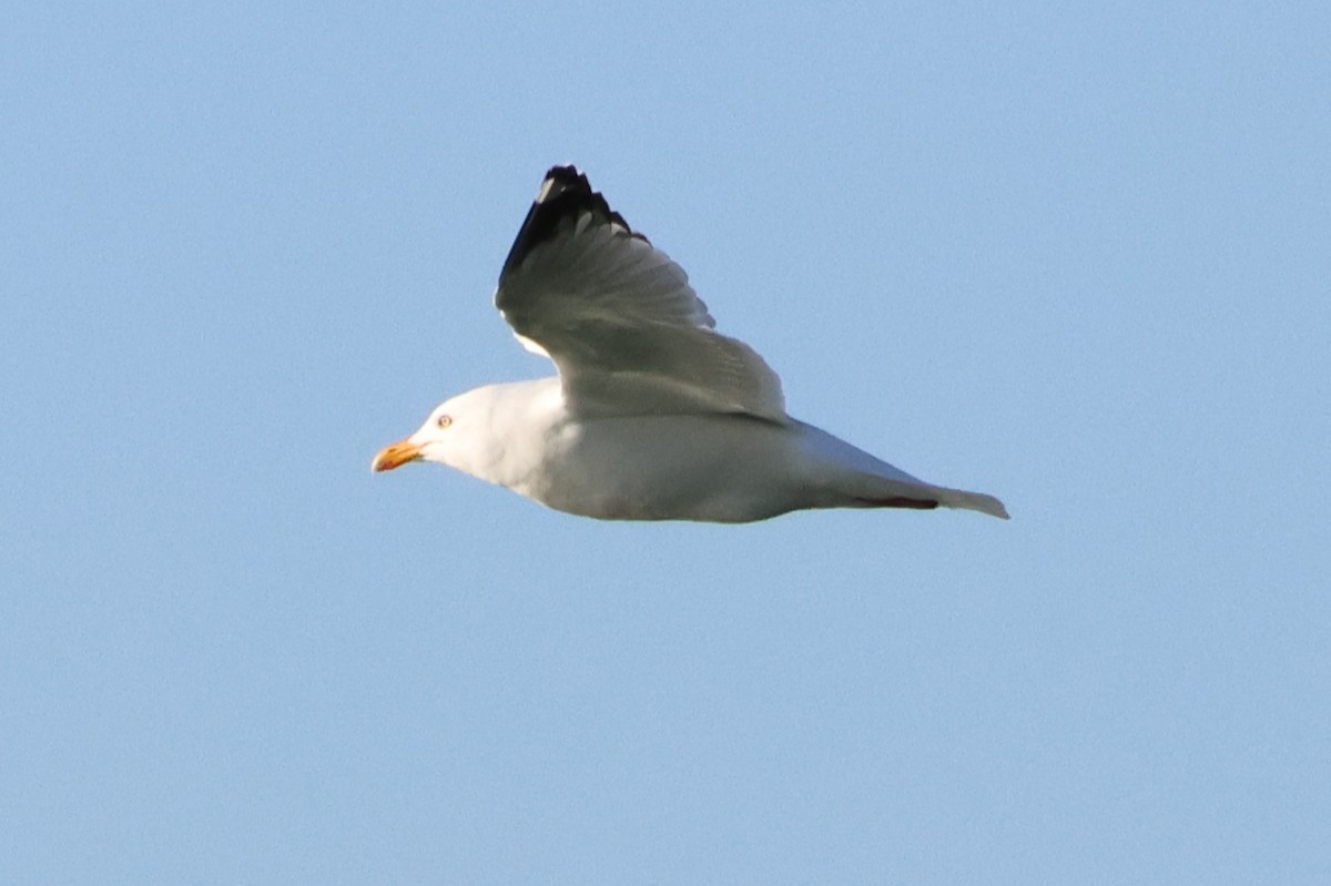 Herring Gull - Otha Savage