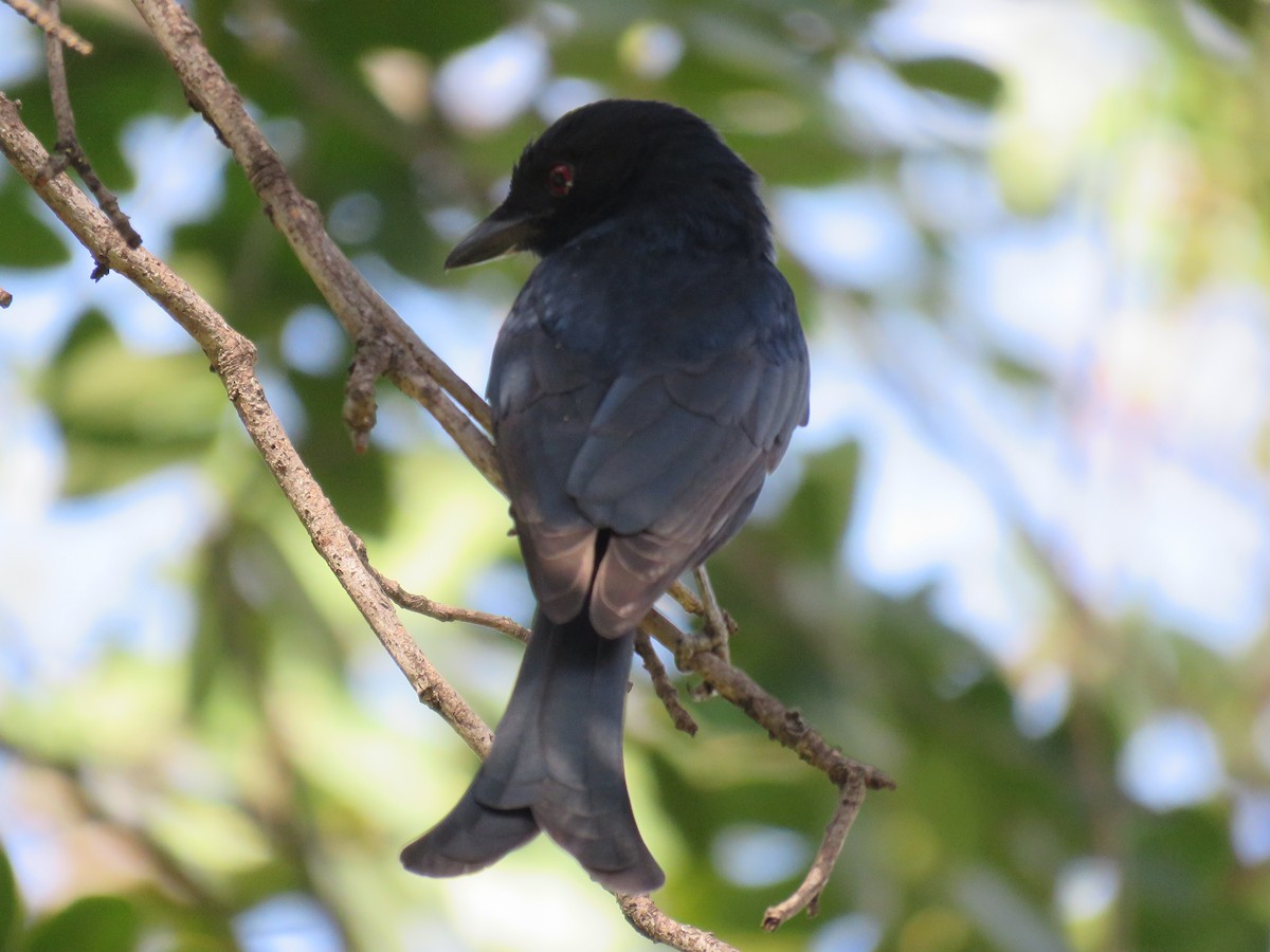 Fork-tailed Drongo - ML620833259