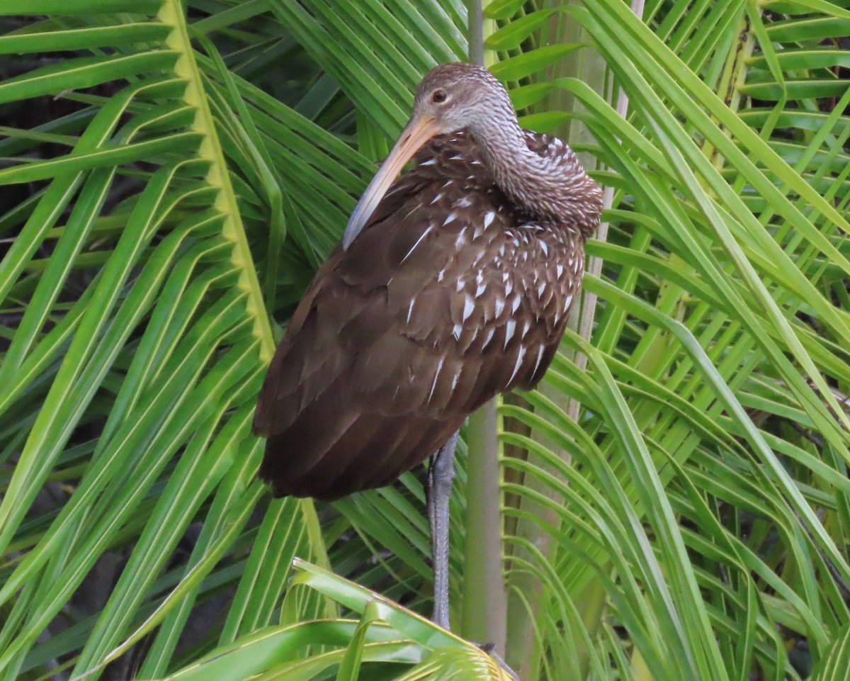 Limpkin - ML620833262