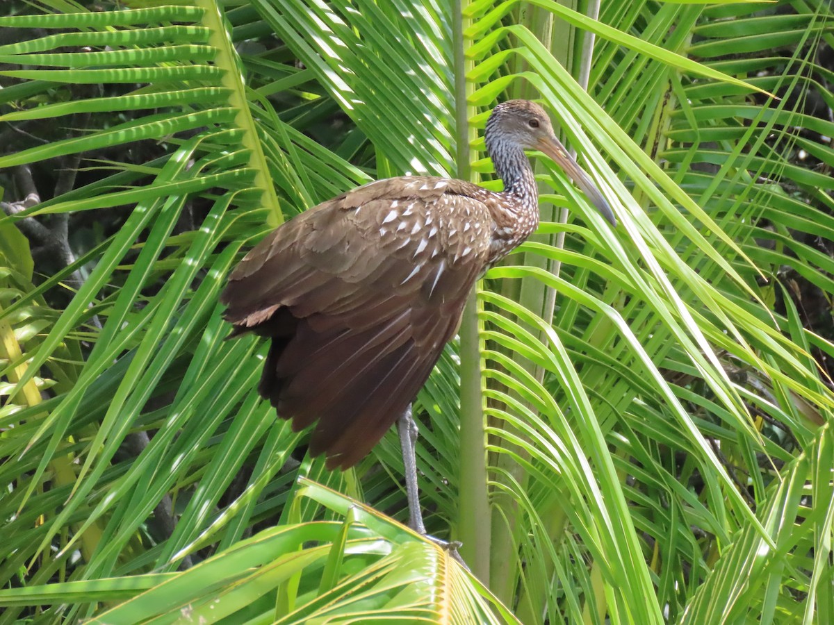 Limpkin - ML620833263