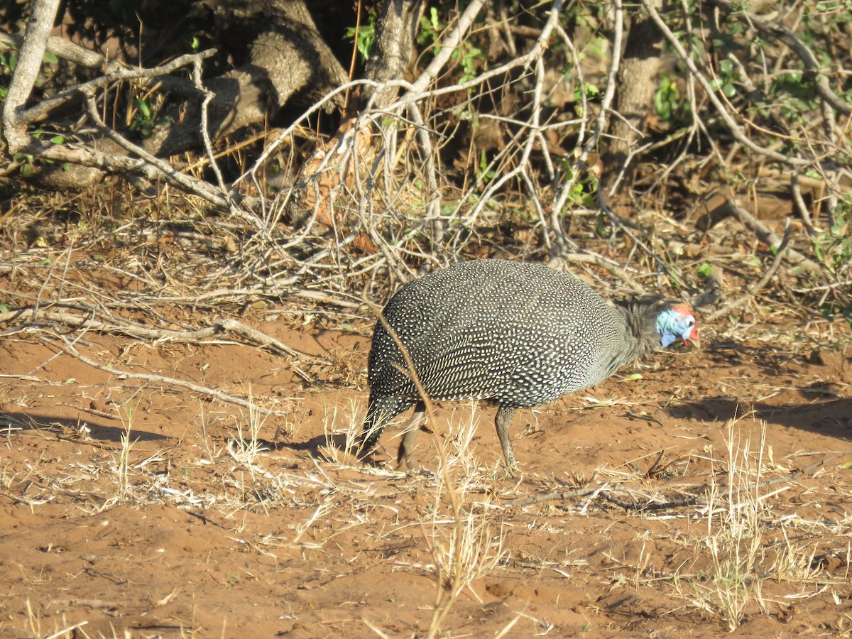 Helmeted Guineafowl - ML620833267